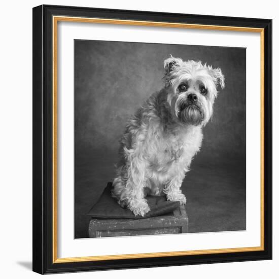 Portrait of a Brussels Griffon dog-Panoramic Images-Framed Photographic Print