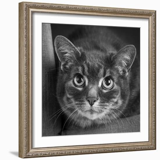 Portrait of a Cat on a Chair-Panoramic Images-Framed Photographic Print