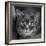 Portrait of a Cat on a Chair-Panoramic Images-Framed Photographic Print