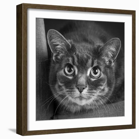 Portrait of a Cat on a Chair-Panoramic Images-Framed Photographic Print