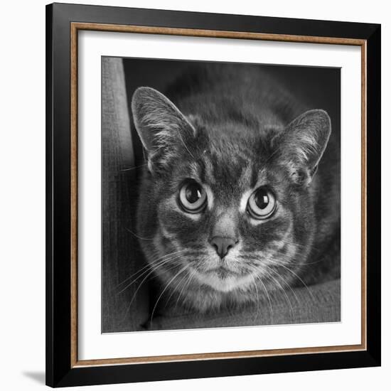 Portrait of a Cat on a Chair-Panoramic Images-Framed Photographic Print