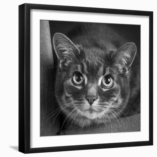 Portrait of a Cat on a Chair-Panoramic Images-Framed Photographic Print