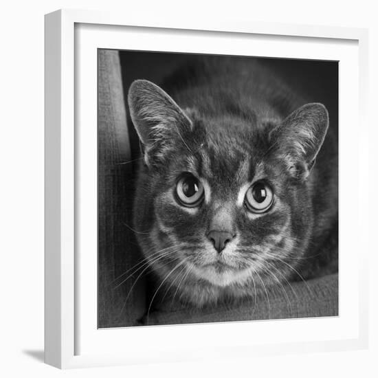 Portrait of a Cat on a Chair-Panoramic Images-Framed Photographic Print
