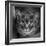 Portrait of a Cat on a Chair-Panoramic Images-Framed Photographic Print