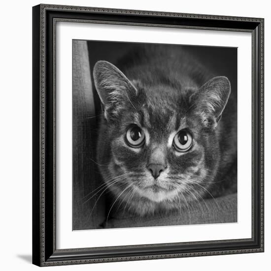 Portrait of a Cat on a Chair-Panoramic Images-Framed Photographic Print