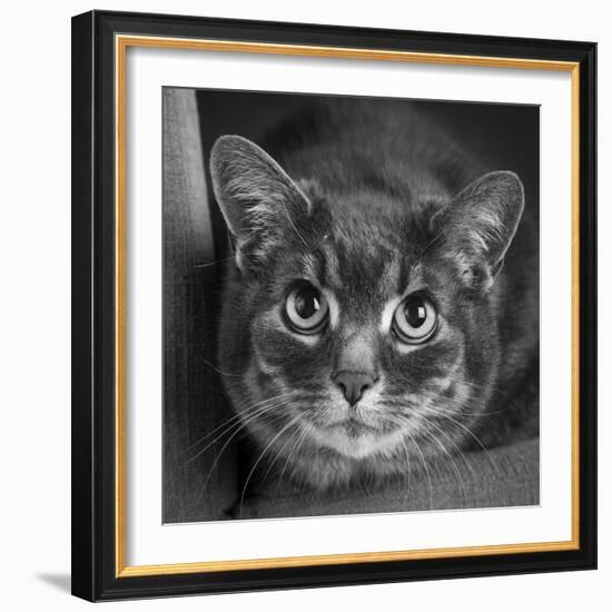 Portrait of a Cat on a Chair-Panoramic Images-Framed Photographic Print