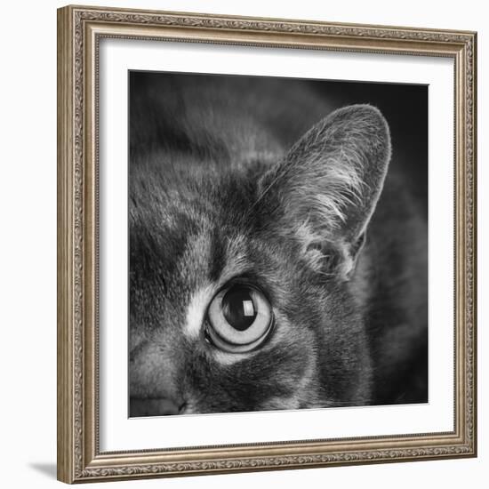 Portrait of a Cat-Panoramic Images-Framed Photographic Print