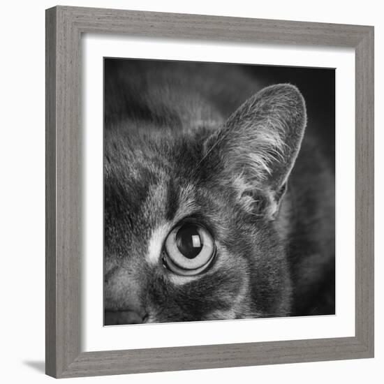 Portrait of a Cat-Panoramic Images-Framed Photographic Print