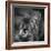 Portrait of a Cat-Panoramic Images-Framed Photographic Print