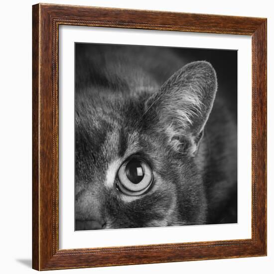 Portrait of a Cat-Panoramic Images-Framed Photographic Print