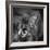 Portrait of a Cat-Panoramic Images-Framed Photographic Print