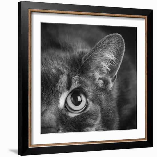 Portrait of a Cat-Panoramic Images-Framed Photographic Print