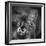 Portrait of a Cat-Panoramic Images-Framed Photographic Print