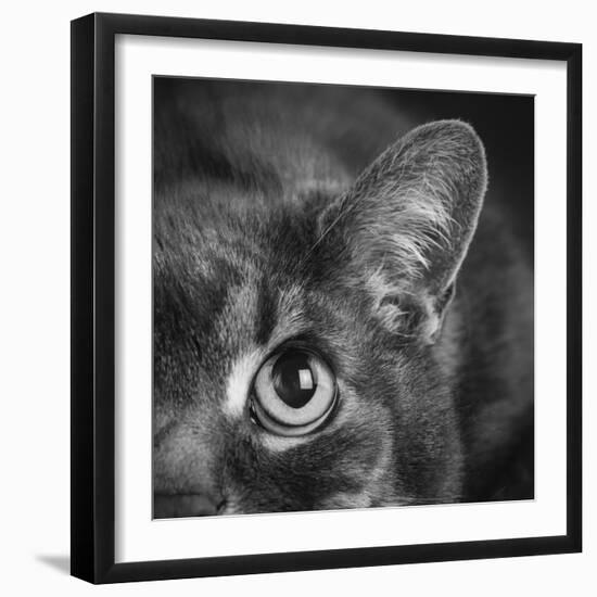 Portrait of a Cat-Panoramic Images-Framed Photographic Print