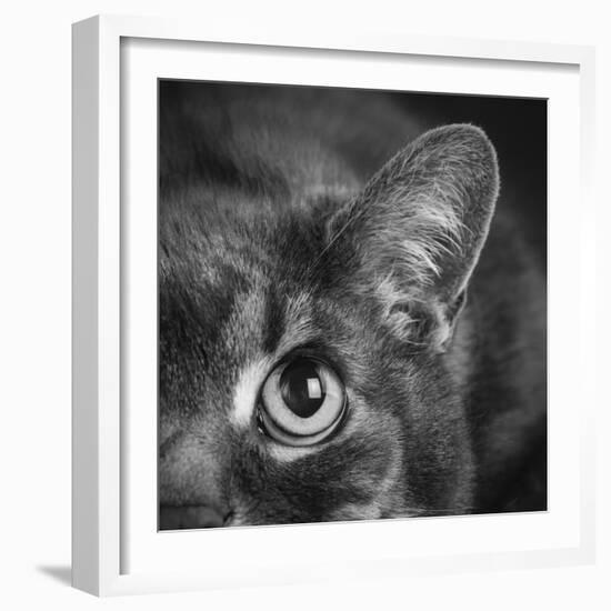 Portrait of a Cat-Panoramic Images-Framed Photographic Print