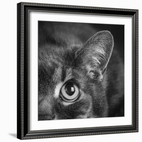 Portrait of a Cat-Panoramic Images-Framed Photographic Print