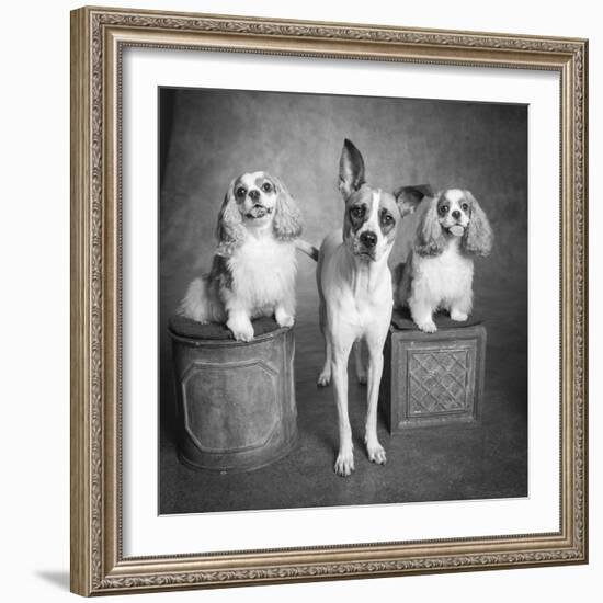 Portrait of a Cattle Dog and Cavalier King Charles Spaniel Dogs-Panoramic Images-Framed Photographic Print