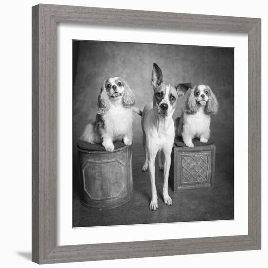 Portrait of a Cattle Dog and Cavalier King Charles Spaniel Dogs-Panoramic Images-Framed Photographic Print