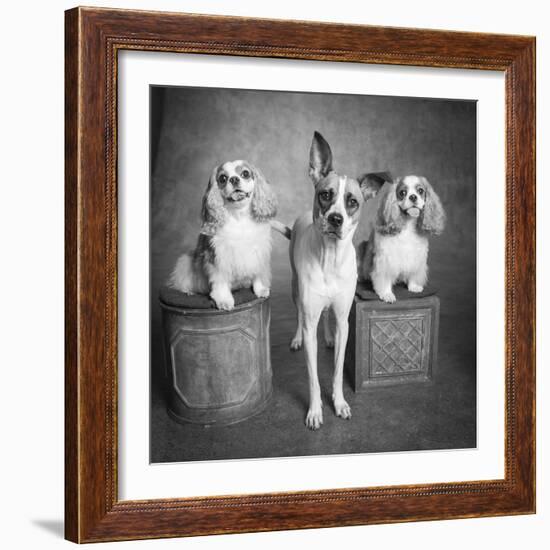 Portrait of a Cattle Dog and Cavalier King Charles Spaniel Dogs-Panoramic Images-Framed Photographic Print