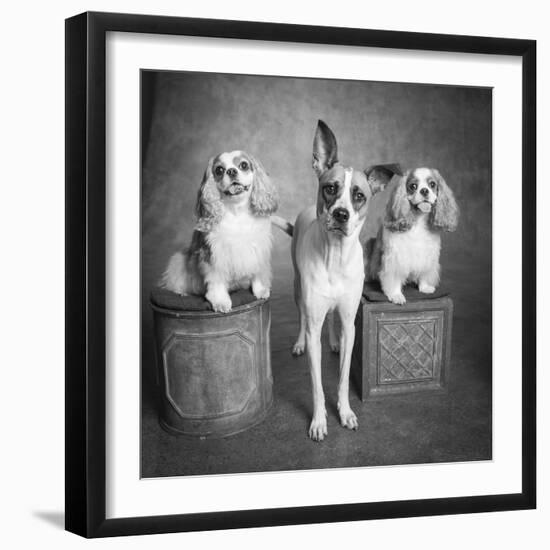 Portrait of a Cattle Dog and Cavalier King Charles Spaniel Dogs-Panoramic Images-Framed Photographic Print