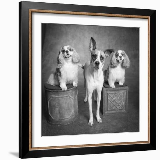 Portrait of a Cattle Dog and Cavalier King Charles Spaniel Dogs-Panoramic Images-Framed Photographic Print