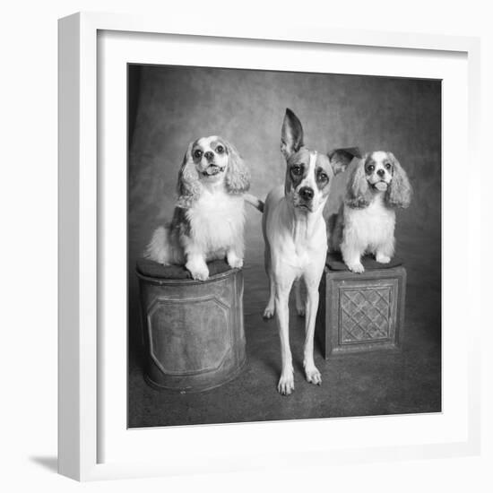 Portrait of a Cattle Dog and Cavalier King Charles Spaniel Dogs-Panoramic Images-Framed Photographic Print