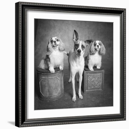 Portrait of a Cattle Dog and Cavalier King Charles Spaniel Dogs-Panoramic Images-Framed Photographic Print