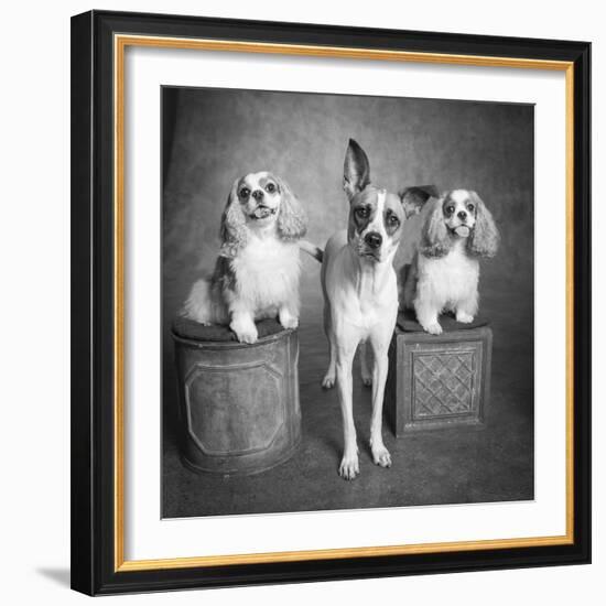 Portrait of a Cattle Dog and Cavalier King Charles Spaniel Dogs-Panoramic Images-Framed Photographic Print