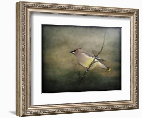 Portrait of a Cedar Waxwing-Jai Johnson-Framed Giclee Print