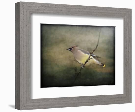 Portrait of a Cedar Waxwing-Jai Johnson-Framed Giclee Print