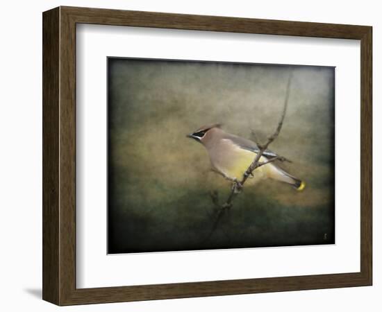 Portrait of a Cedar Waxwing-Jai Johnson-Framed Giclee Print