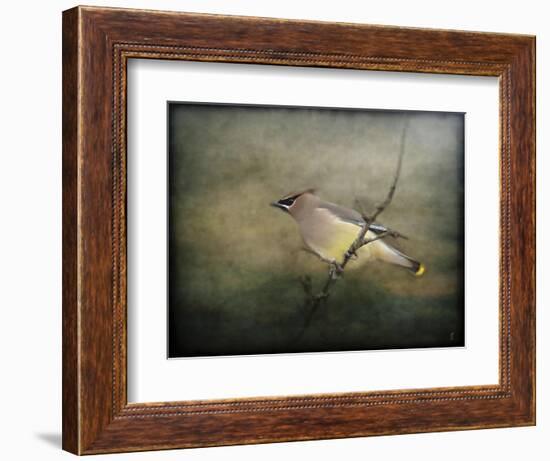 Portrait of a Cedar Waxwing-Jai Johnson-Framed Giclee Print