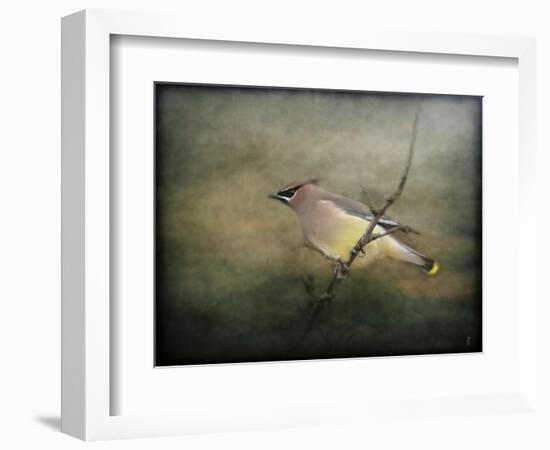 Portrait of a Cedar Waxwing-Jai Johnson-Framed Giclee Print