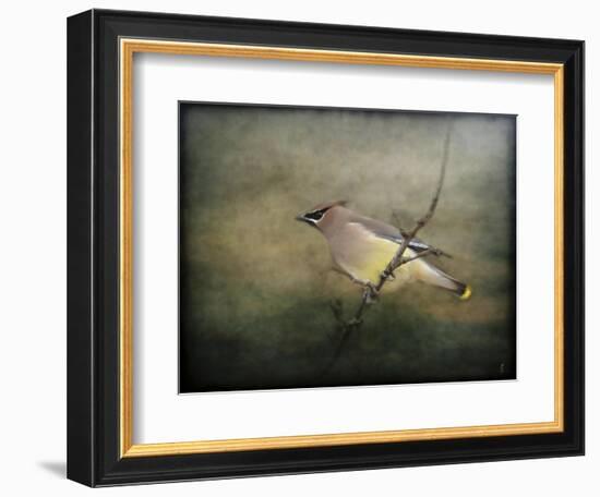 Portrait of a Cedar Waxwing-Jai Johnson-Framed Giclee Print