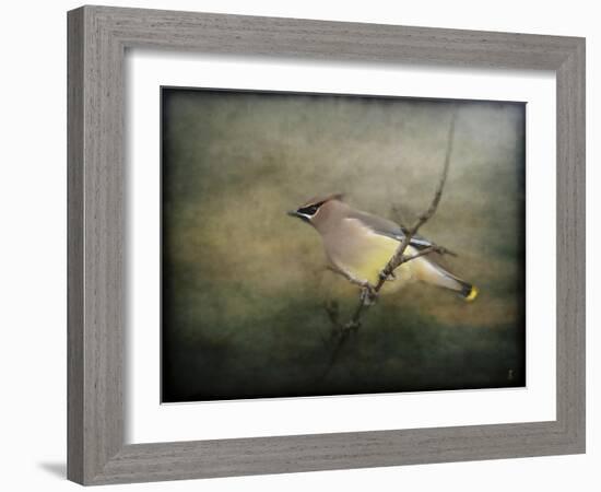 Portrait of a Cedar Waxwing-Jai Johnson-Framed Giclee Print