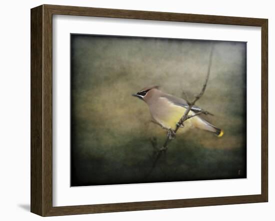 Portrait of a Cedar Waxwing-Jai Johnson-Framed Giclee Print