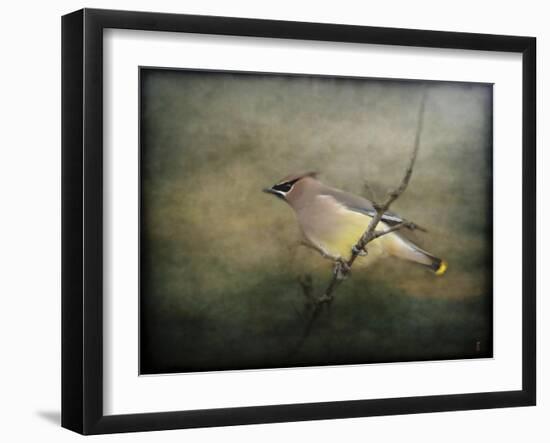 Portrait of a Cedar Waxwing-Jai Johnson-Framed Giclee Print