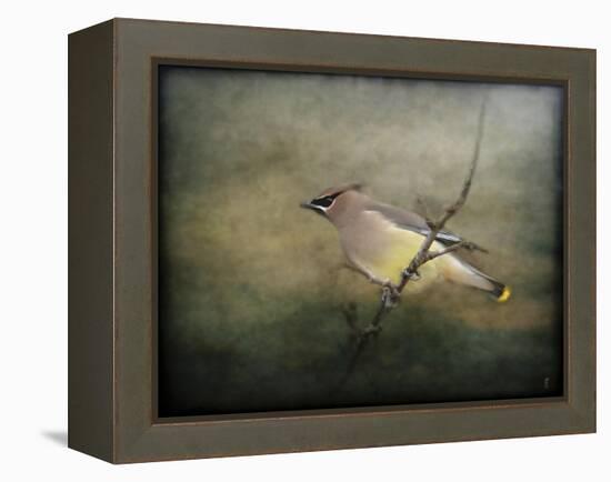 Portrait of a Cedar Waxwing-Jai Johnson-Framed Premier Image Canvas