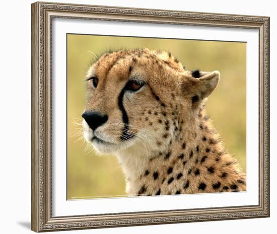 Portrait of a Cheetah Full Bleed-Martin Fowkes-Framed Giclee Print