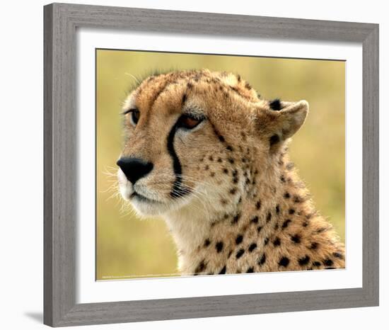 Portrait of a Cheetah Full Bleed-Martin Fowkes-Framed Giclee Print