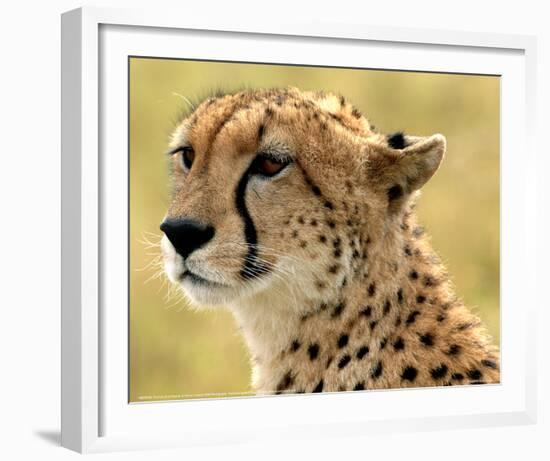 Portrait of a Cheetah Full Bleed-Martin Fowkes-Framed Giclee Print