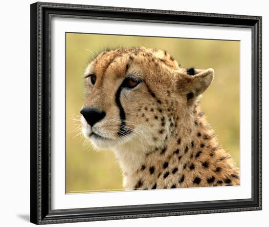 Portrait of a Cheetah Full Bleed-Martin Fowkes-Framed Giclee Print