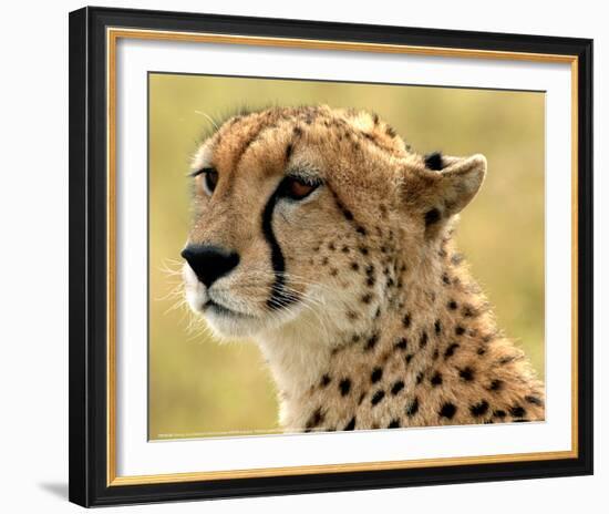 Portrait of a Cheetah Full Bleed-Martin Fowkes-Framed Giclee Print