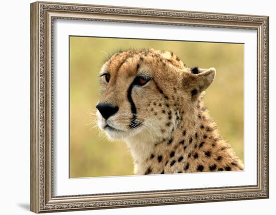 Portrait of a Cheetah-Martin Fowkes-Framed Giclee Print