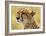 Portrait of a Cheetah-Martin Fowkes-Framed Giclee Print