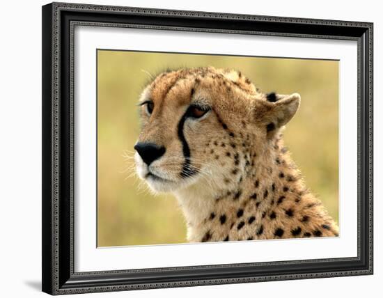 Portrait of a Cheetah-Martin Fowkes-Framed Giclee Print