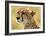 Portrait of a Cheetah-Martin Fowkes-Framed Giclee Print