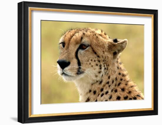 Portrait of a Cheetah-Martin Fowkes-Framed Giclee Print