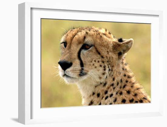 Portrait of a Cheetah-Martin Fowkes-Framed Giclee Print