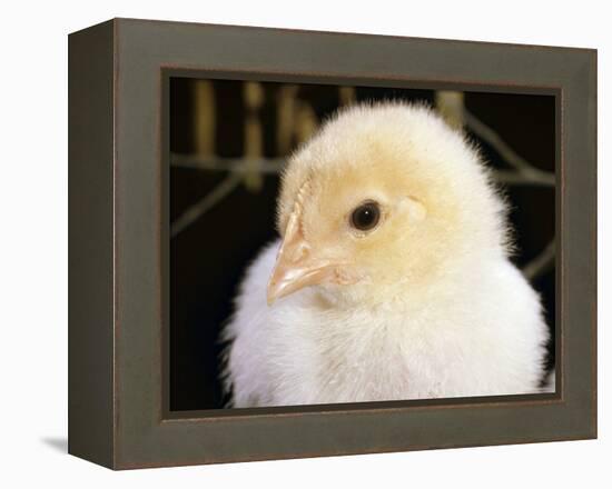 Portrait of a Chick, 3-Week-Old-Jane Burton-Framed Premier Image Canvas